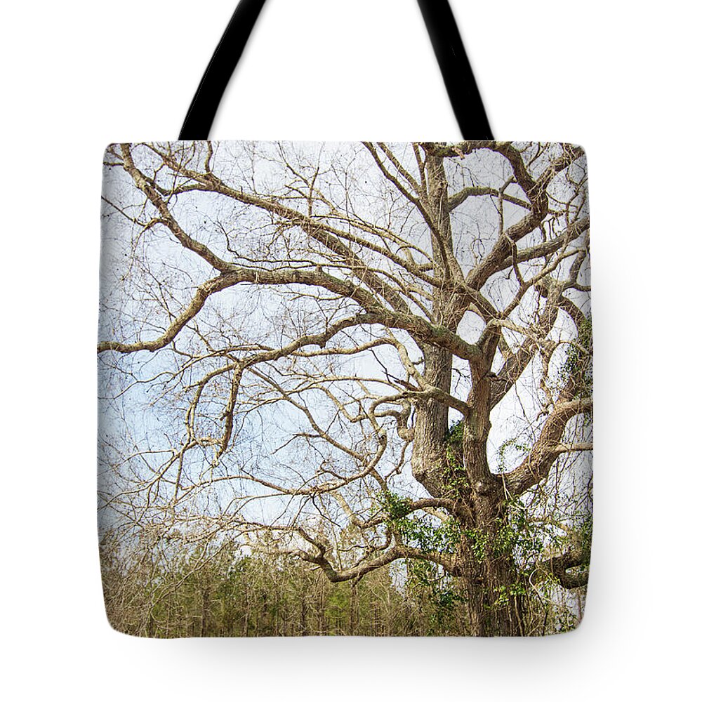Oak Tote Bag featuring the photograph Oak Tree Along the Backroads - Pamlico County, North Carolina by Bob Decker