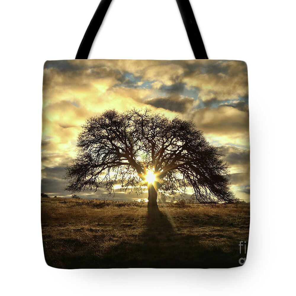 Oak Tote Bag featuring the photograph Oak Tree Clouds and Light with Sun Star by Stephanie Laird