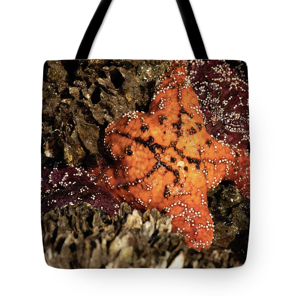 Bandon Tote Bag featuring the photograph Ochre Star by Catherine Avilez