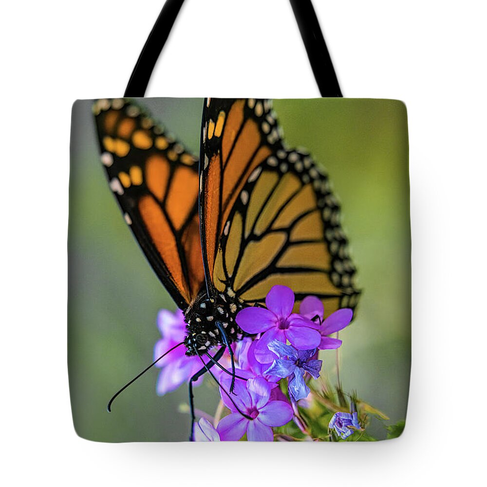 Butterfly Tote Bag featuring the photograph October Monarch by Chris Lord