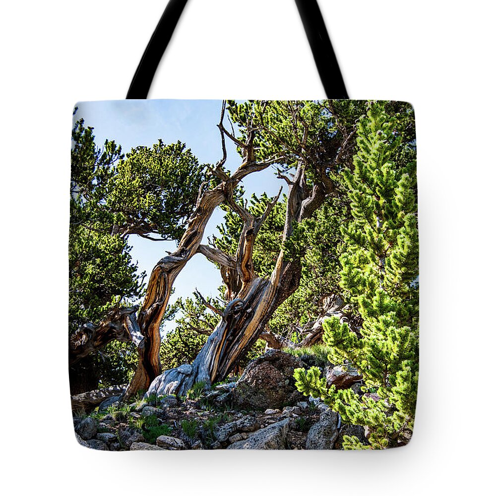 Trunk Tote Bag featuring the photograph Old Pine by Nathan Wasylewski