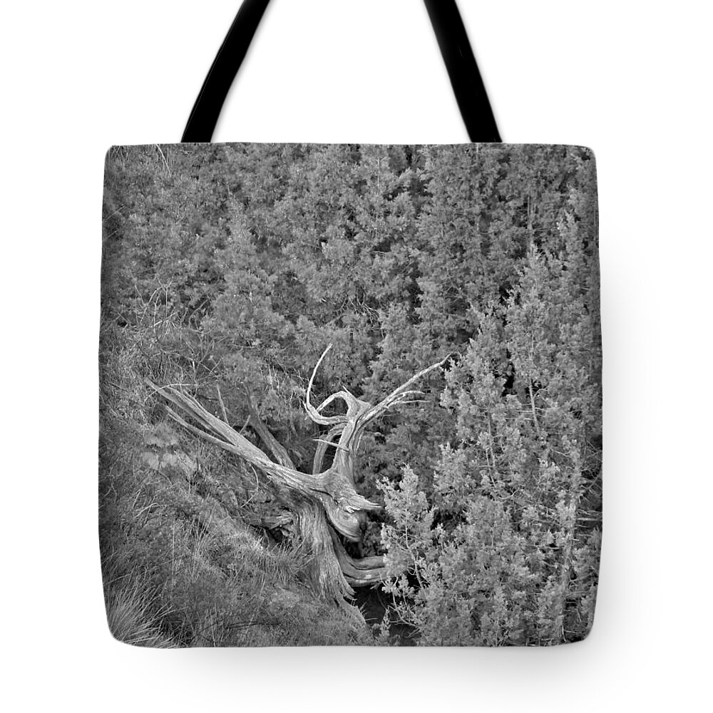Tree Tote Bag featuring the photograph Old Twisted Juniper by Amanda R Wright