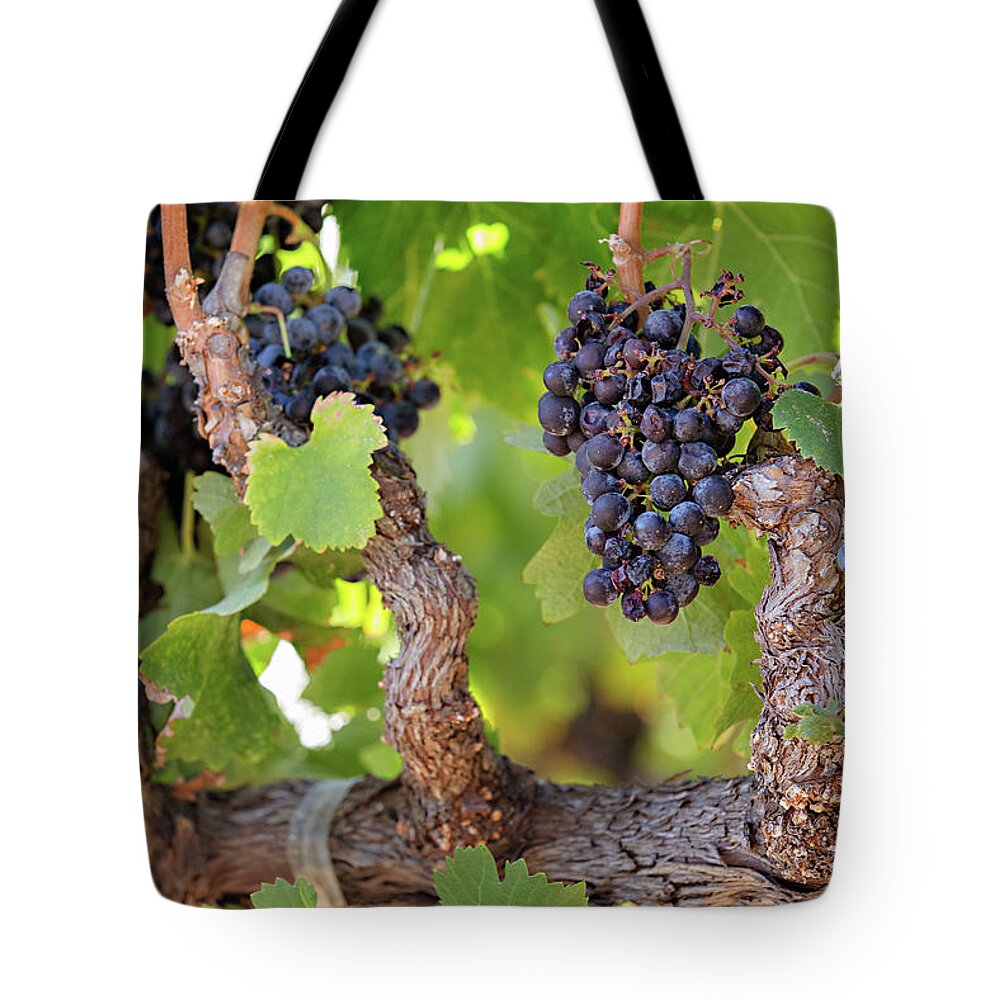 Grapes Tote Bag featuring the photograph Old Vine Wine Grapes at Harvest in Napa Valley by Carolyn Ann Ryan