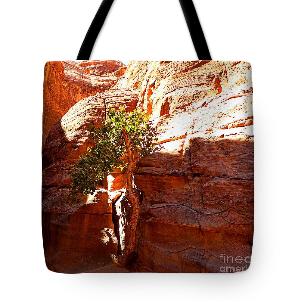 Tree Tote Bag featuring the photograph Olive Tree Petra Jordan by Tina Mitchell