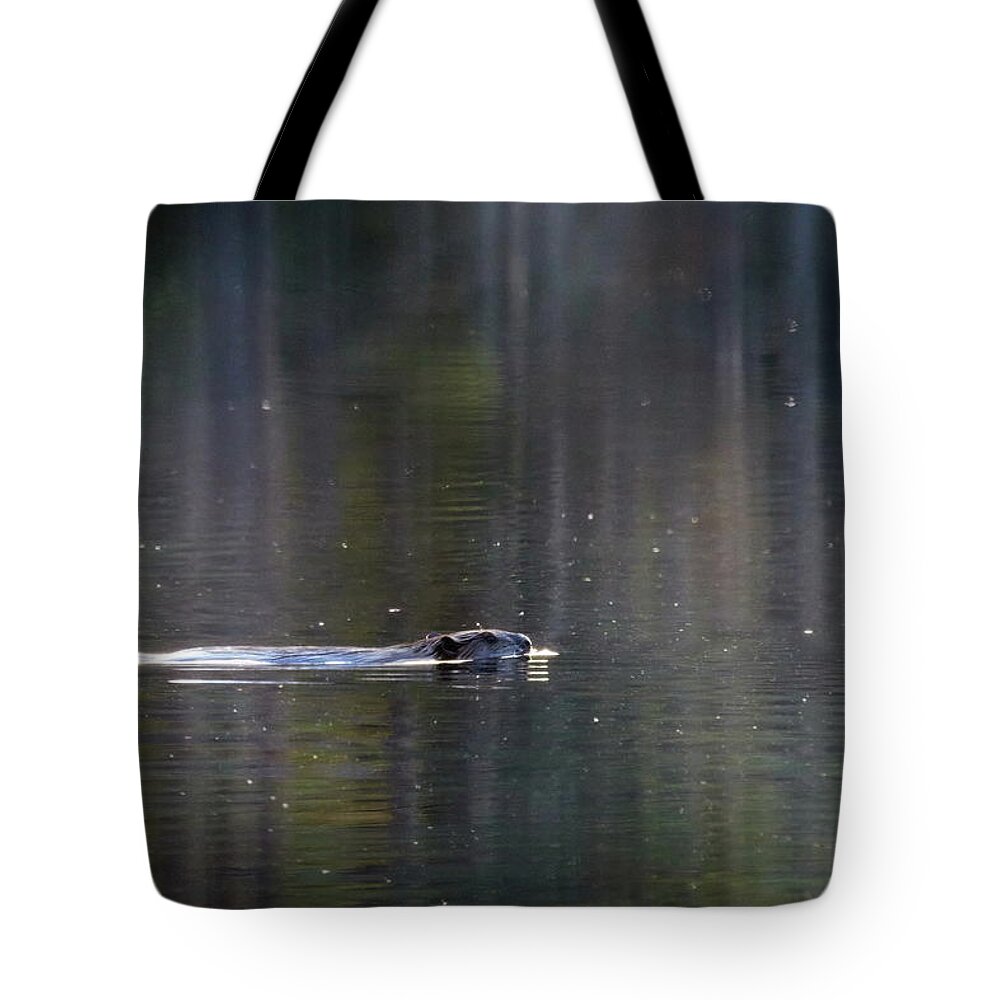 Finland Tote Bag featuring the photograph On the morning swim. Beaver by Jouko Lehto