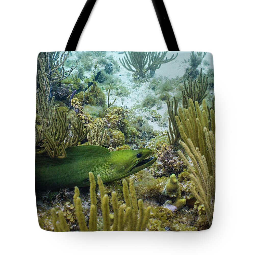 Animals Tote Bag featuring the photograph On the Prowl by Lynne Browne