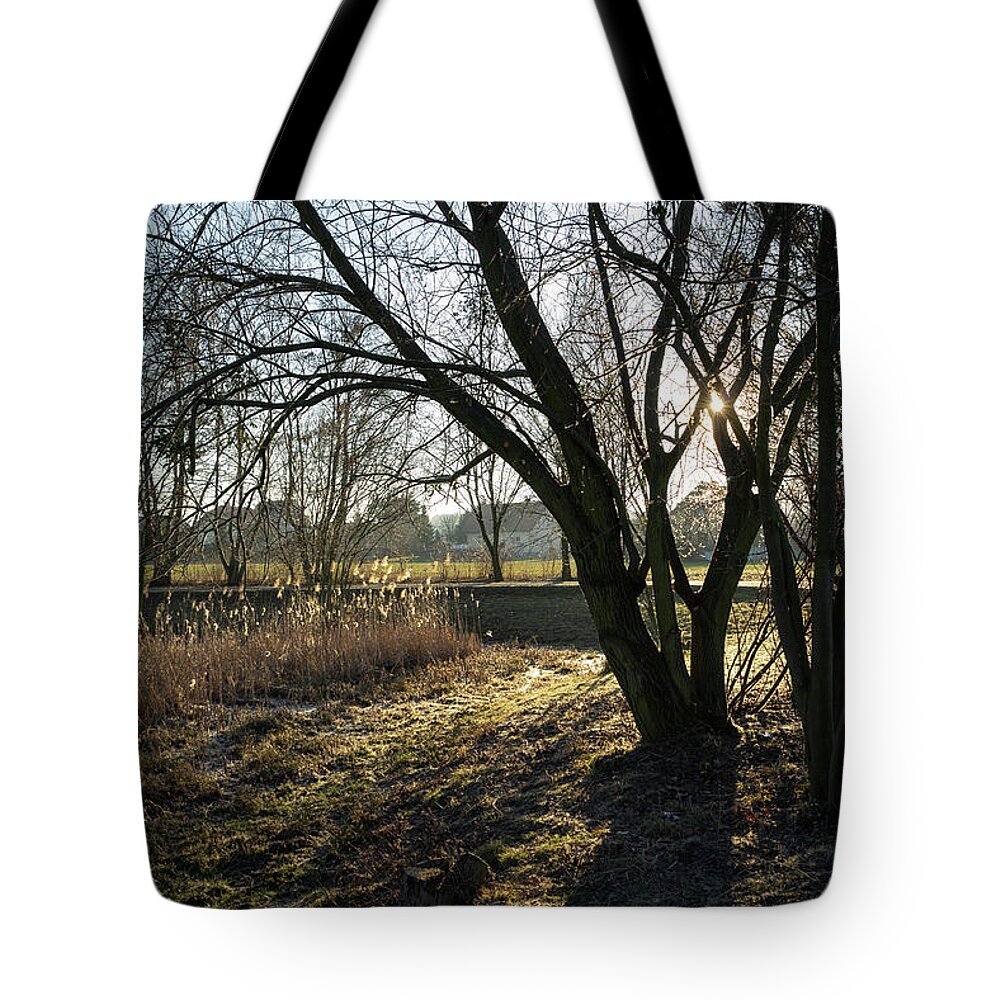 Tree Tote Bag featuring the photograph On the way through the sleeping nature 2 by Adriana Mueller