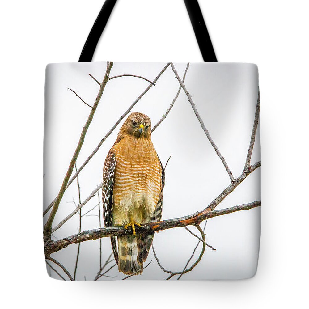 Hawk Tote Bag featuring the photograph One Legged Perch by Tom Claud