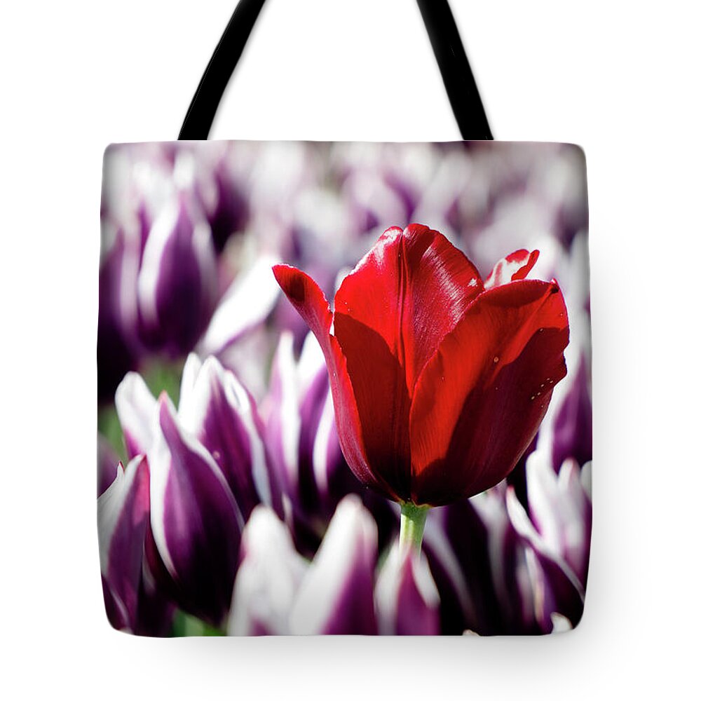 Tulip Tote Bag featuring the photograph One Red Tulip by Rich S