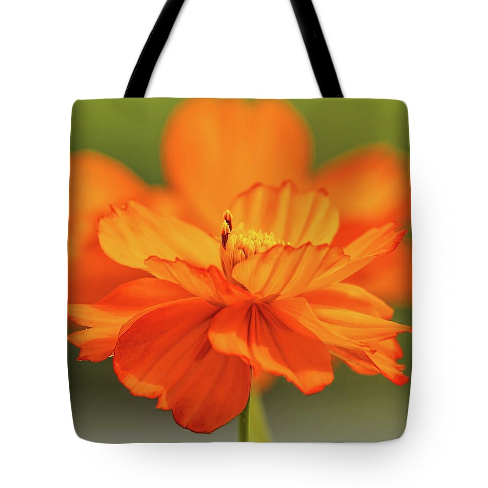 Flower Tote Bag featuring the photograph Orange Cosmos Pair by Dale Kauzlaric
