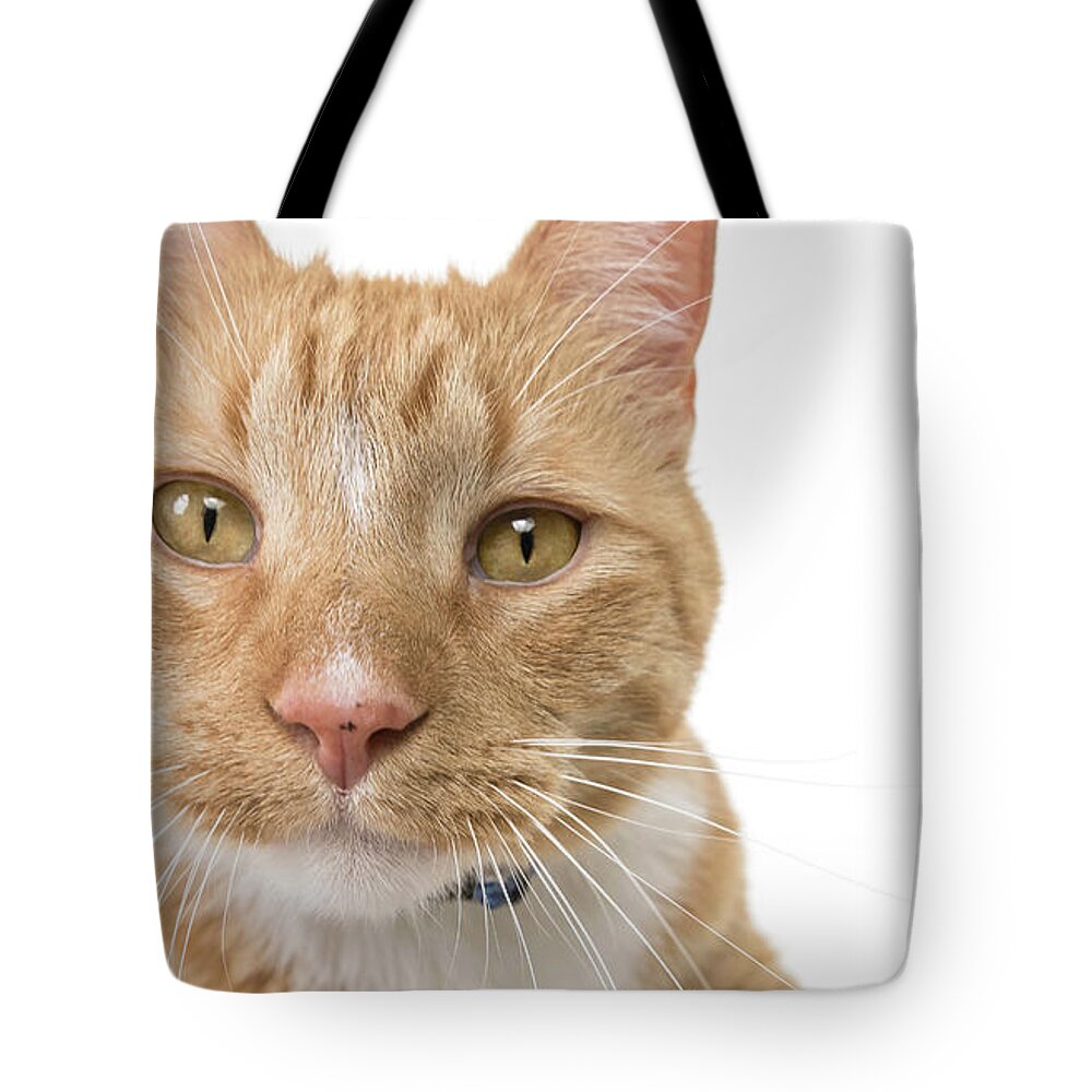 Cat Tote Bag featuring the photograph Orange Tabby Joy by Renee Spade Photography
