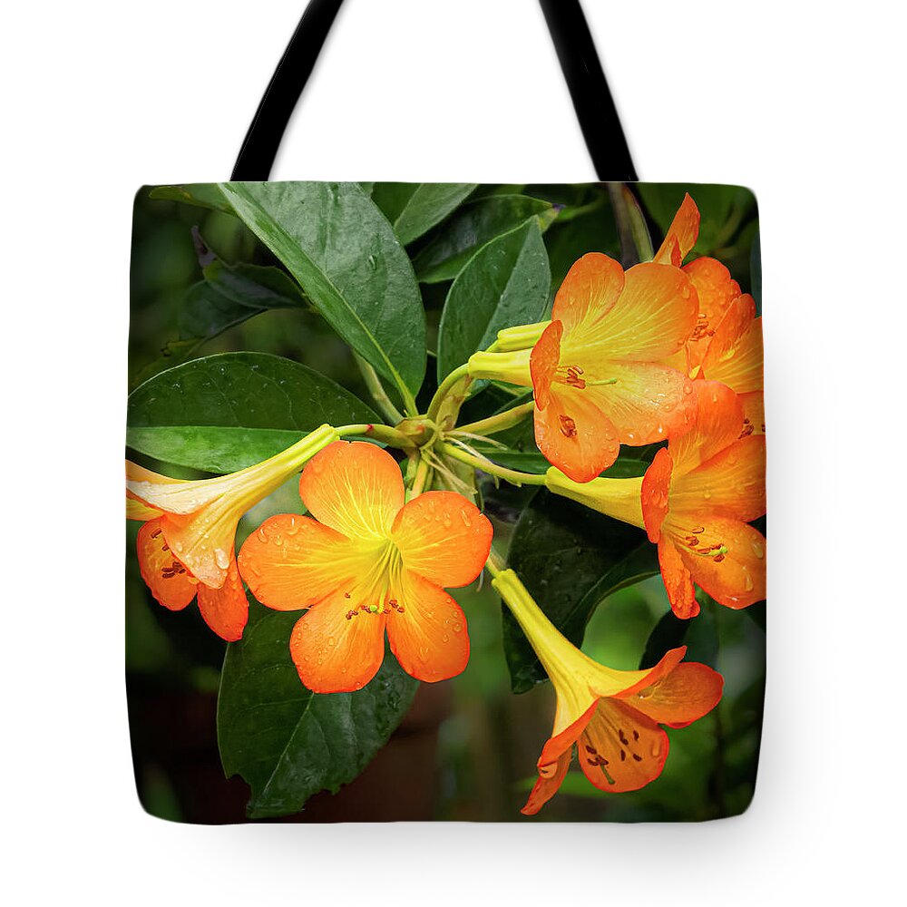 Flower Tote Bag featuring the photograph Orange Trumpets by Ginger Stein