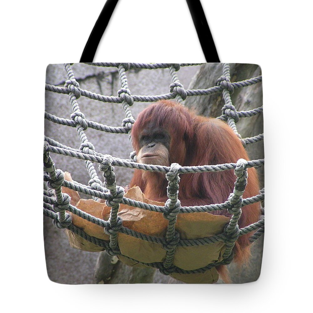 Audubon Zoo Tote Bag featuring the photograph Orangutan by Heather E Harman