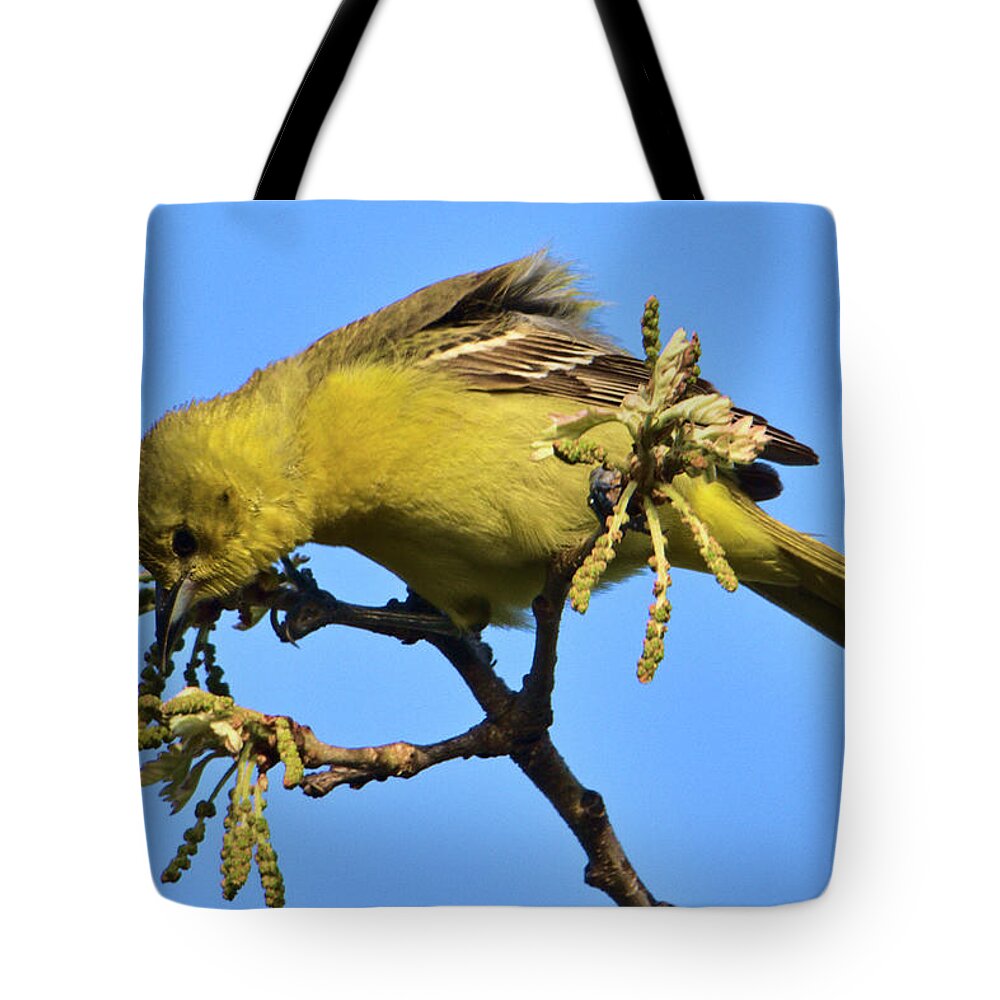 Bird Tote Bag featuring the photograph Orchard Oriole at Patrick Marsh by Chris Pappathopoulos