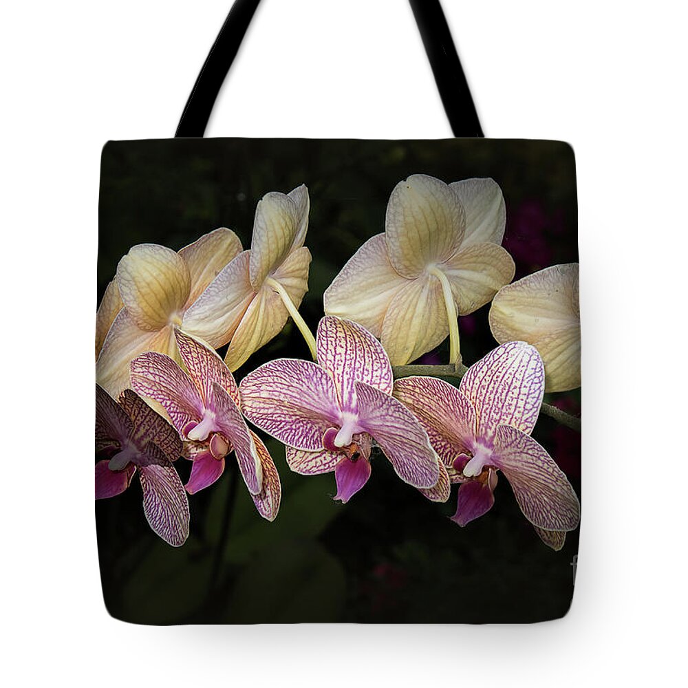 Orchid Tote Bag featuring the photograph Orchid Perfection by Elaine Teague