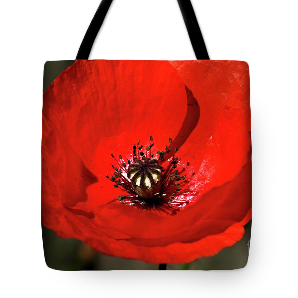 Beautiful Tote Bag featuring the photograph Oriental summer Poppy by Stephen Melia