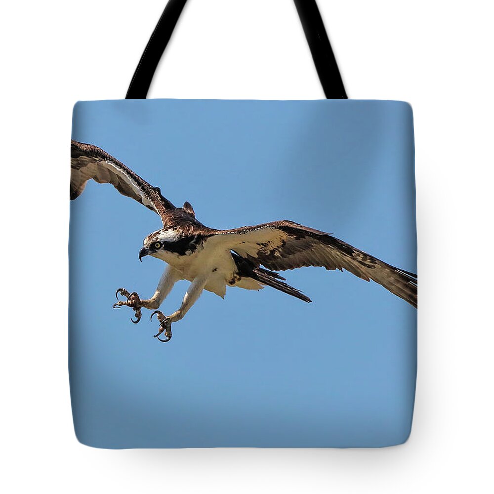 Ospray Bird Tote Bag featuring the photograph Ospray3a by John Linnemeyer
