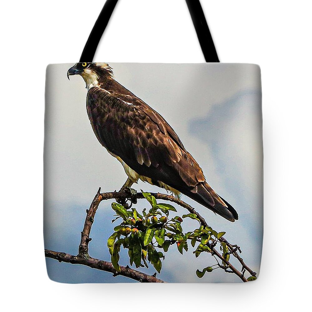 Ospray Bird Feathers Branch Leaves Tote Bag featuring the photograph Osprey8 by John Linnemeyer