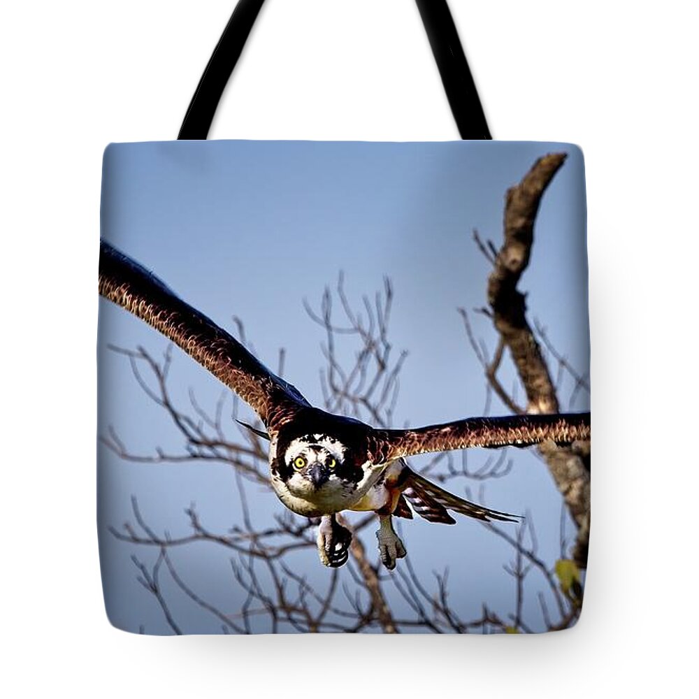 Animal Tote Bag featuring the photograph Osprey Close Up by Ronald Lutz