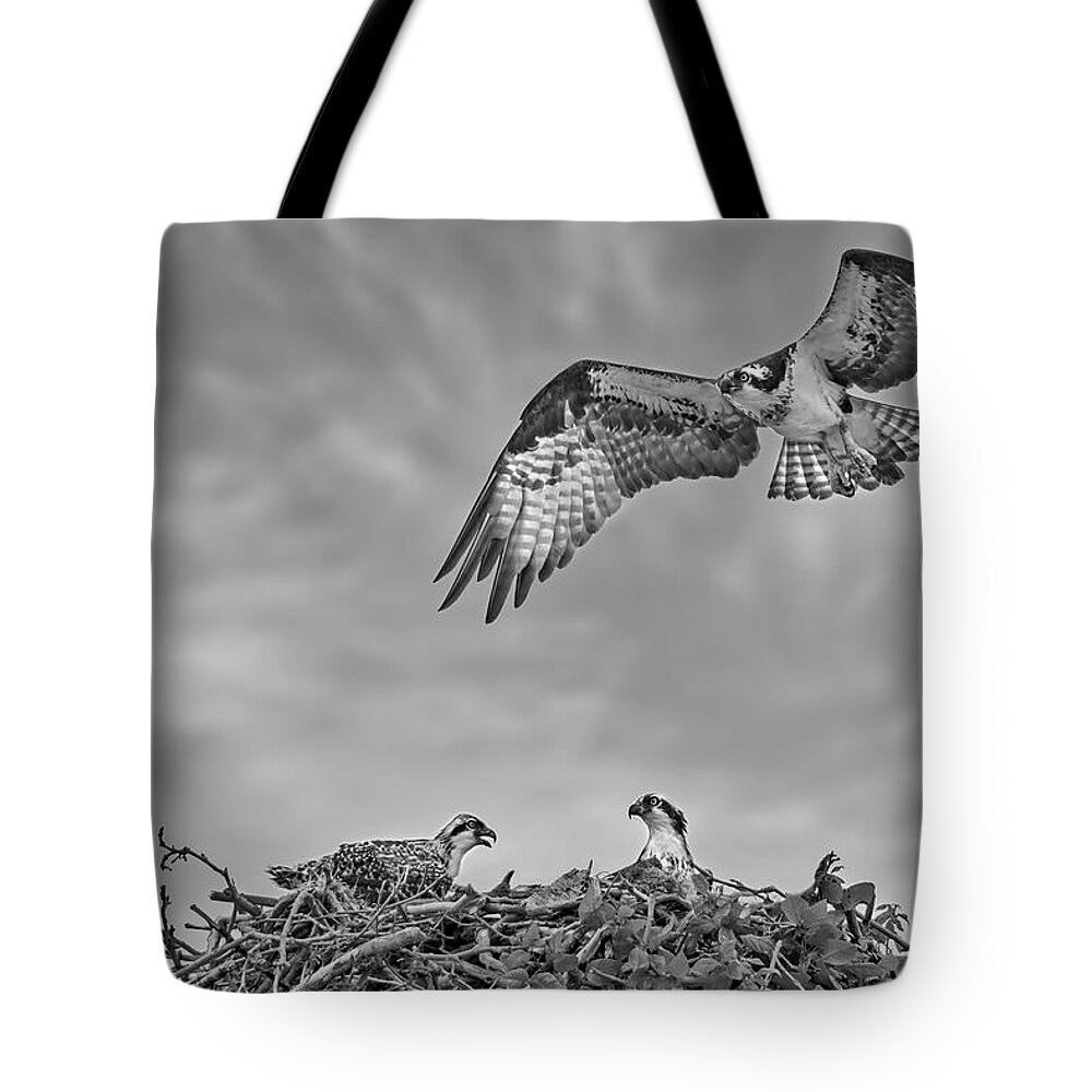 Osprey Tote Bag featuring the photograph Osprey Family BW by Susan Candelario