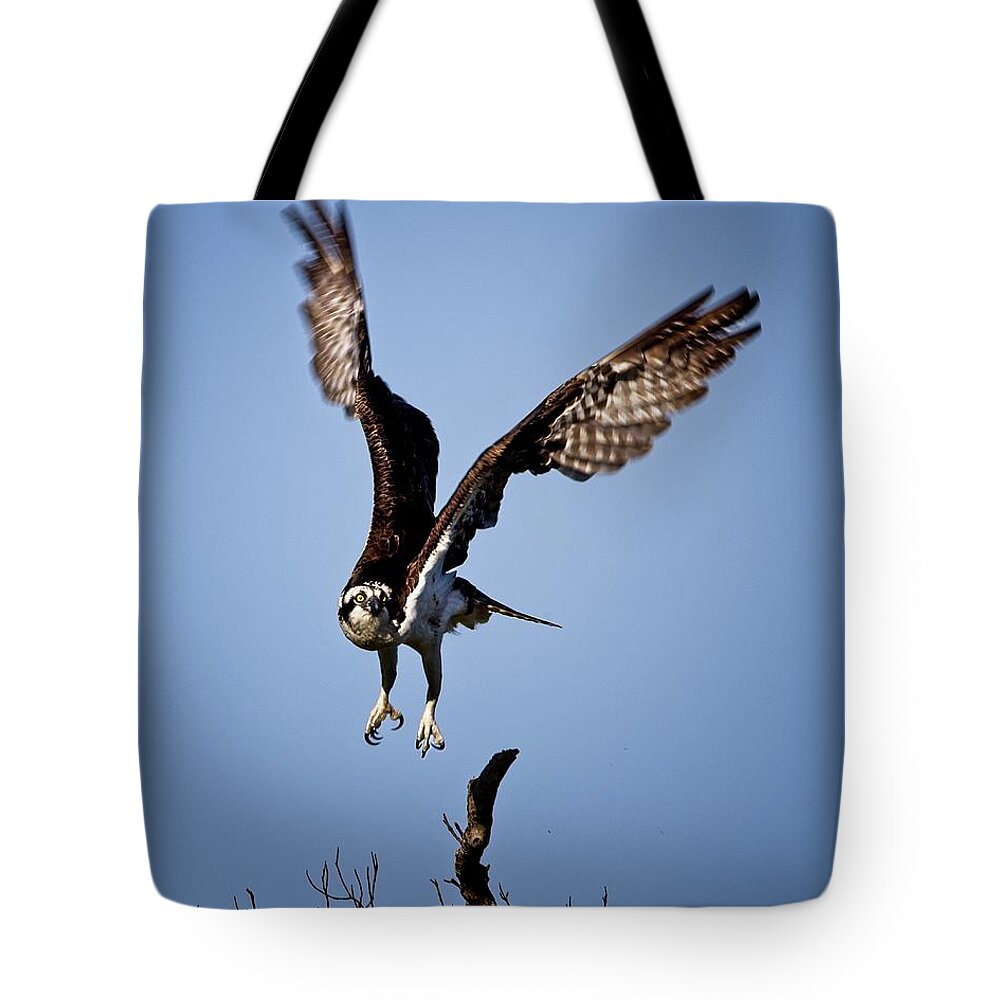 Osprey Tote Bag featuring the photograph Osprey headed to Nest by Ronald Lutz