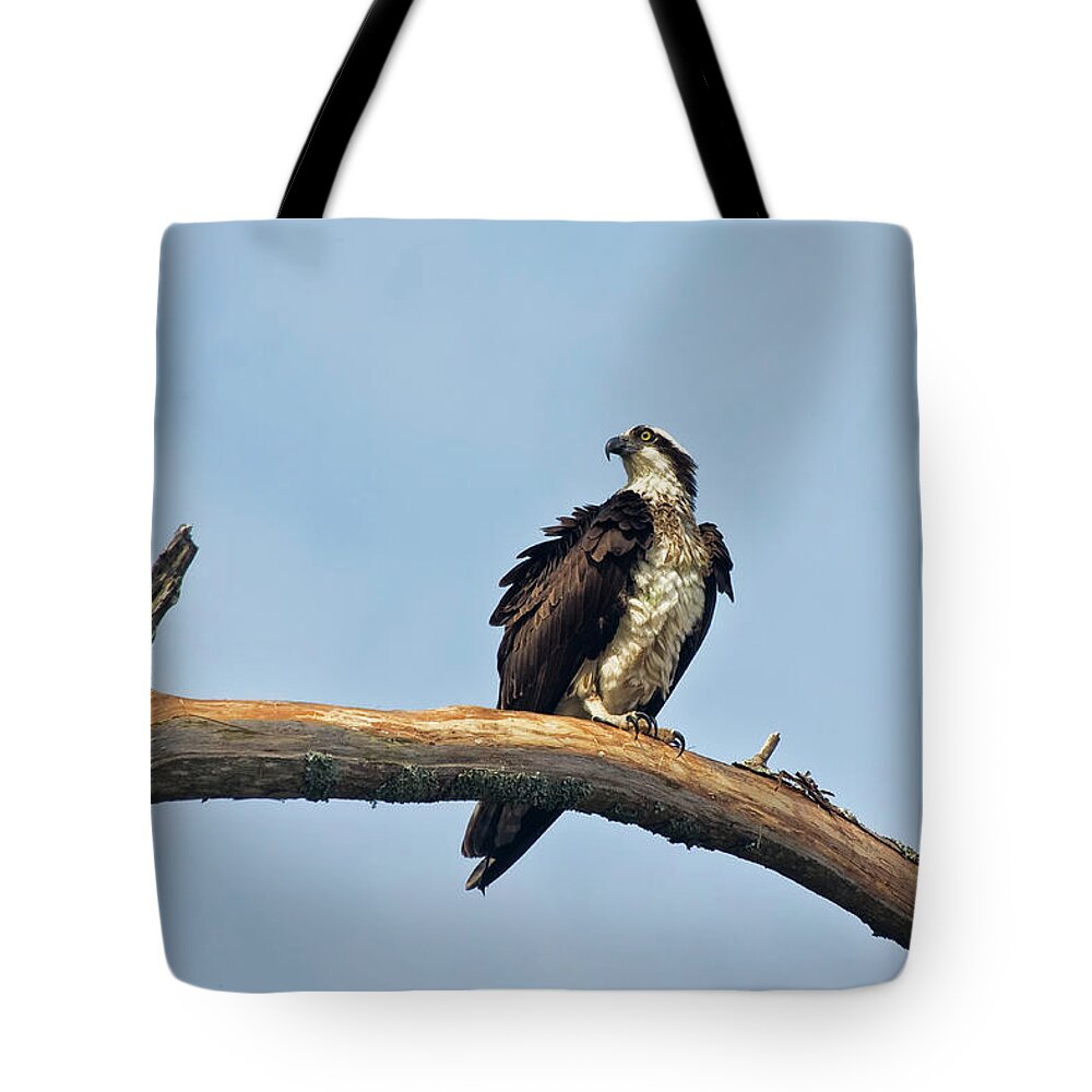 Osprey Tote Bag featuring the photograph Osprey Perched Above White Oak River in the Croatan by Bob Decker