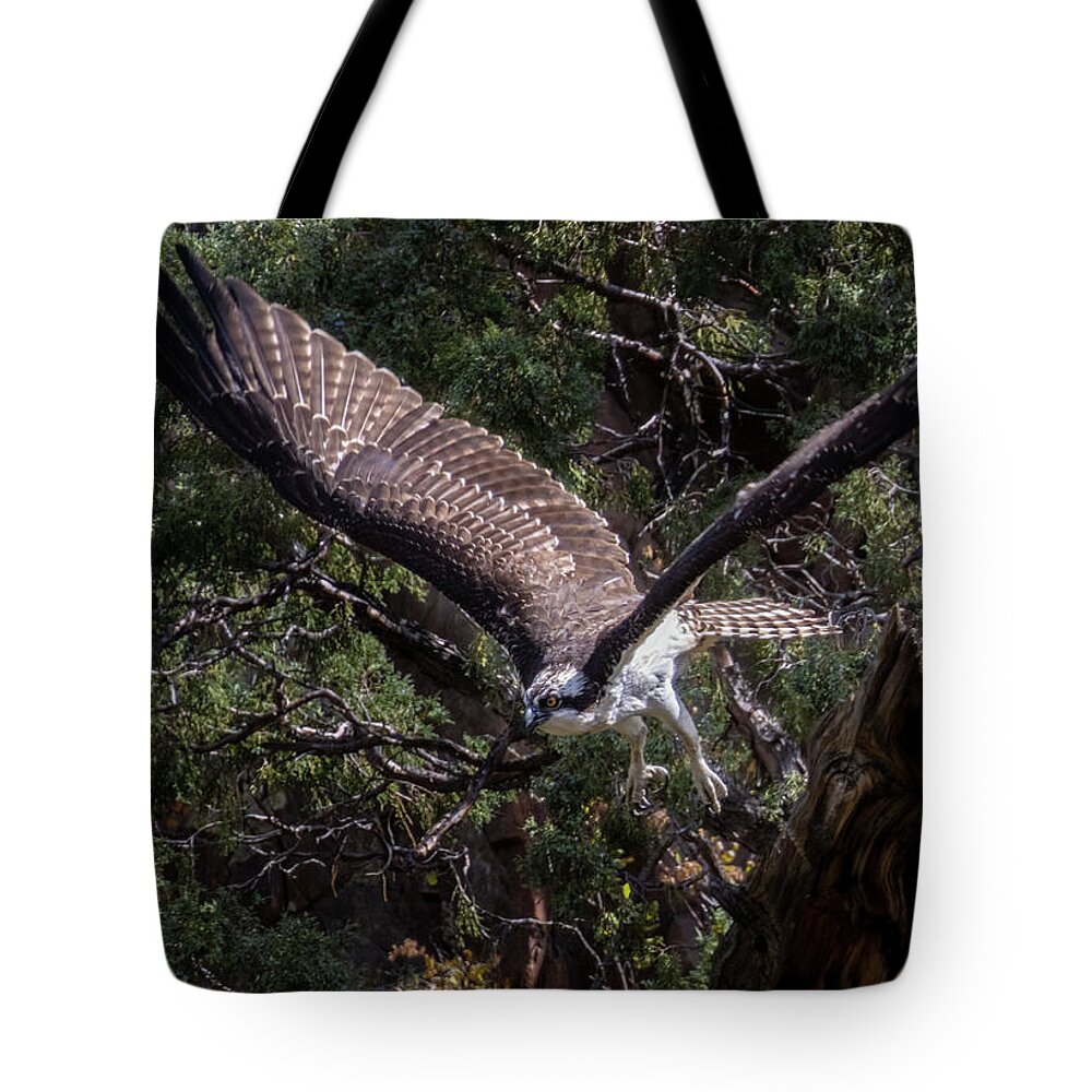 Bird Species Tote Bag featuring the photograph Osprey Spreading Wings in Waterton Canyon by Steven Krull