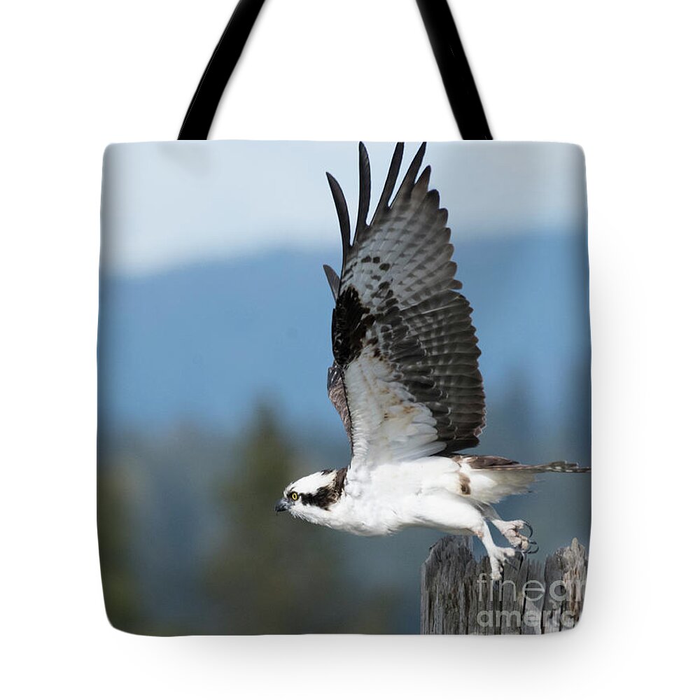 Kmaphoto Tote Bag featuring the photograph Osprey Taking Off by Kristine Anderson