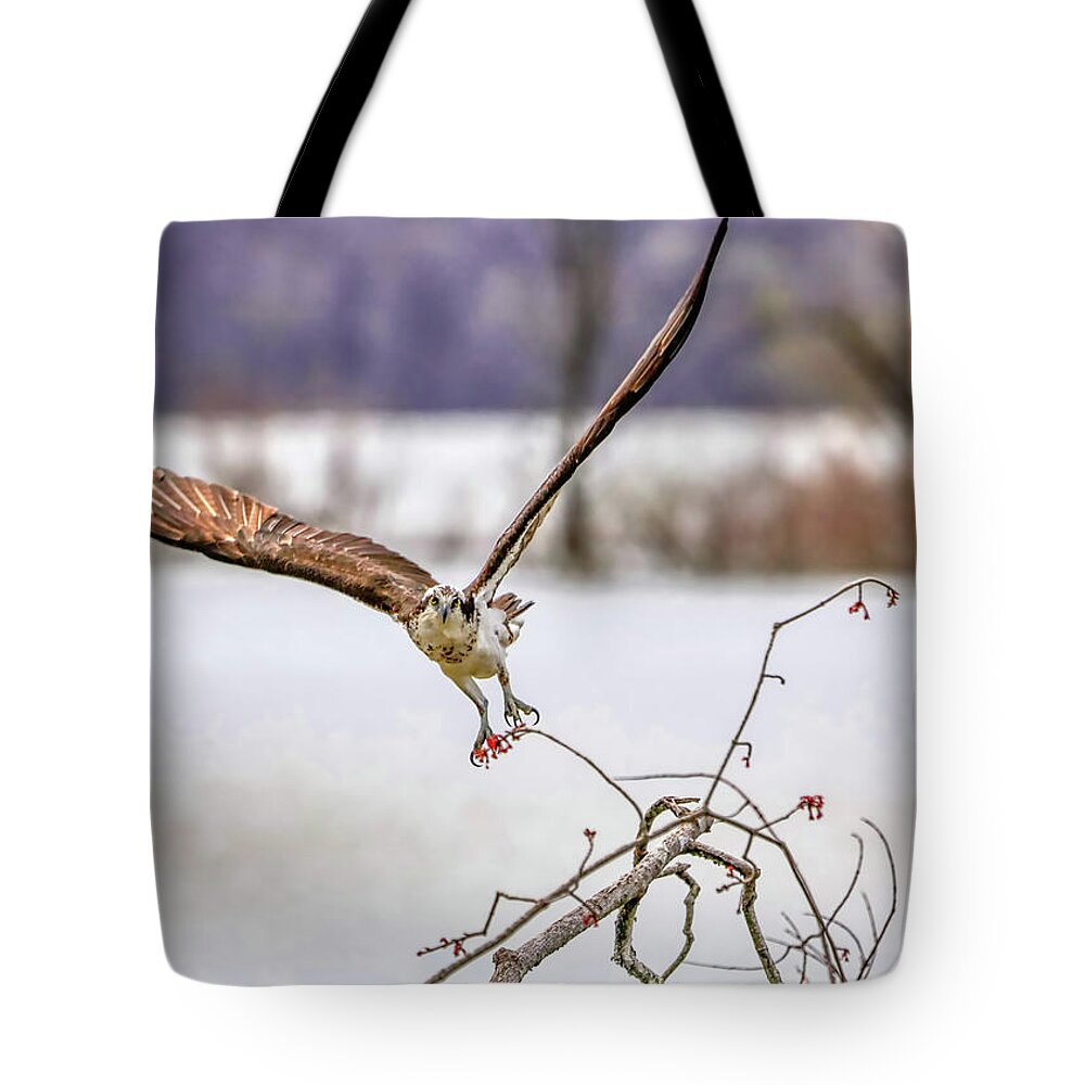 Bird Tote Bag featuring the photograph Osprey Taking off by Ron Grafe