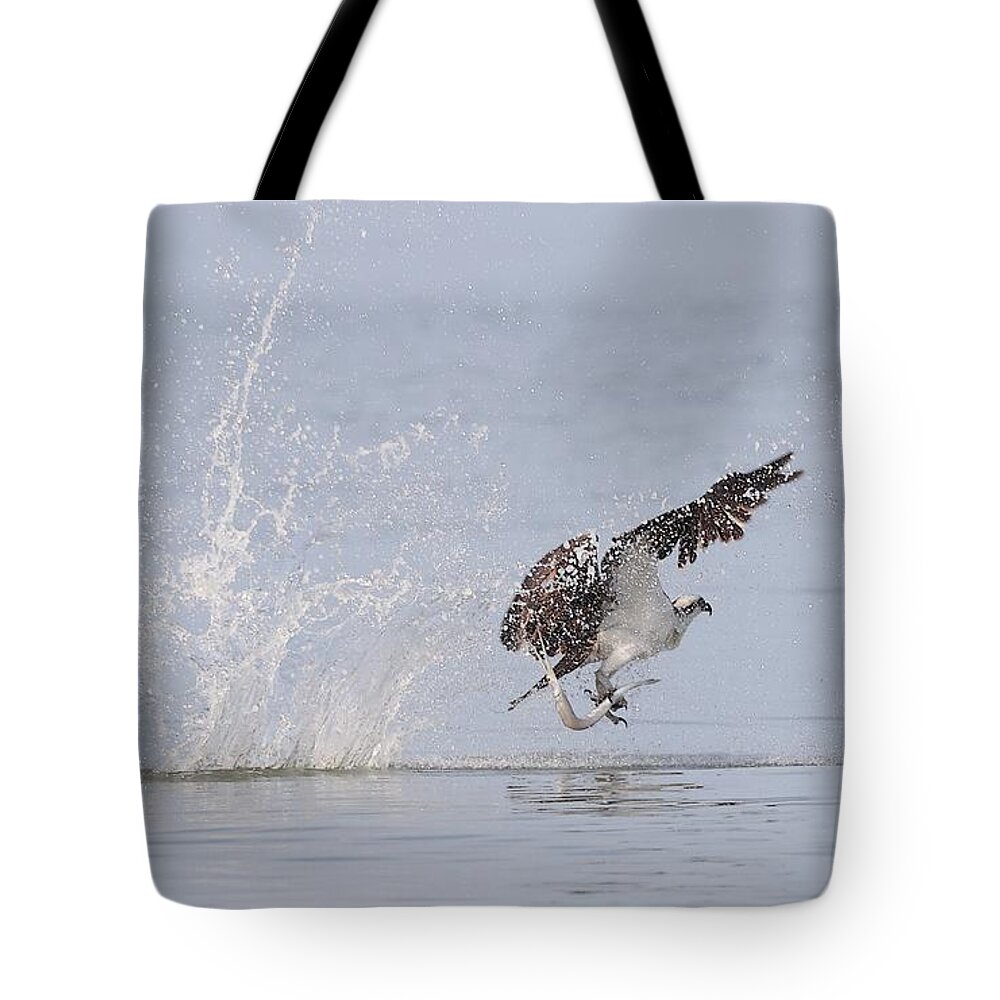 Osprey Tote Bag featuring the photograph Osprey with a Needle Fish by Mingming Jiang