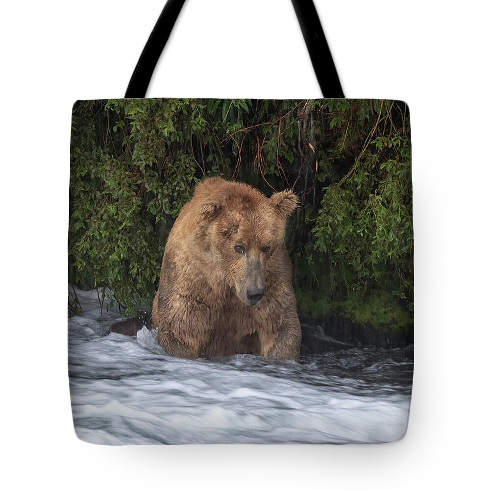 Otis Tote Bag featuring the photograph Otis in the Office by Randy Robbins