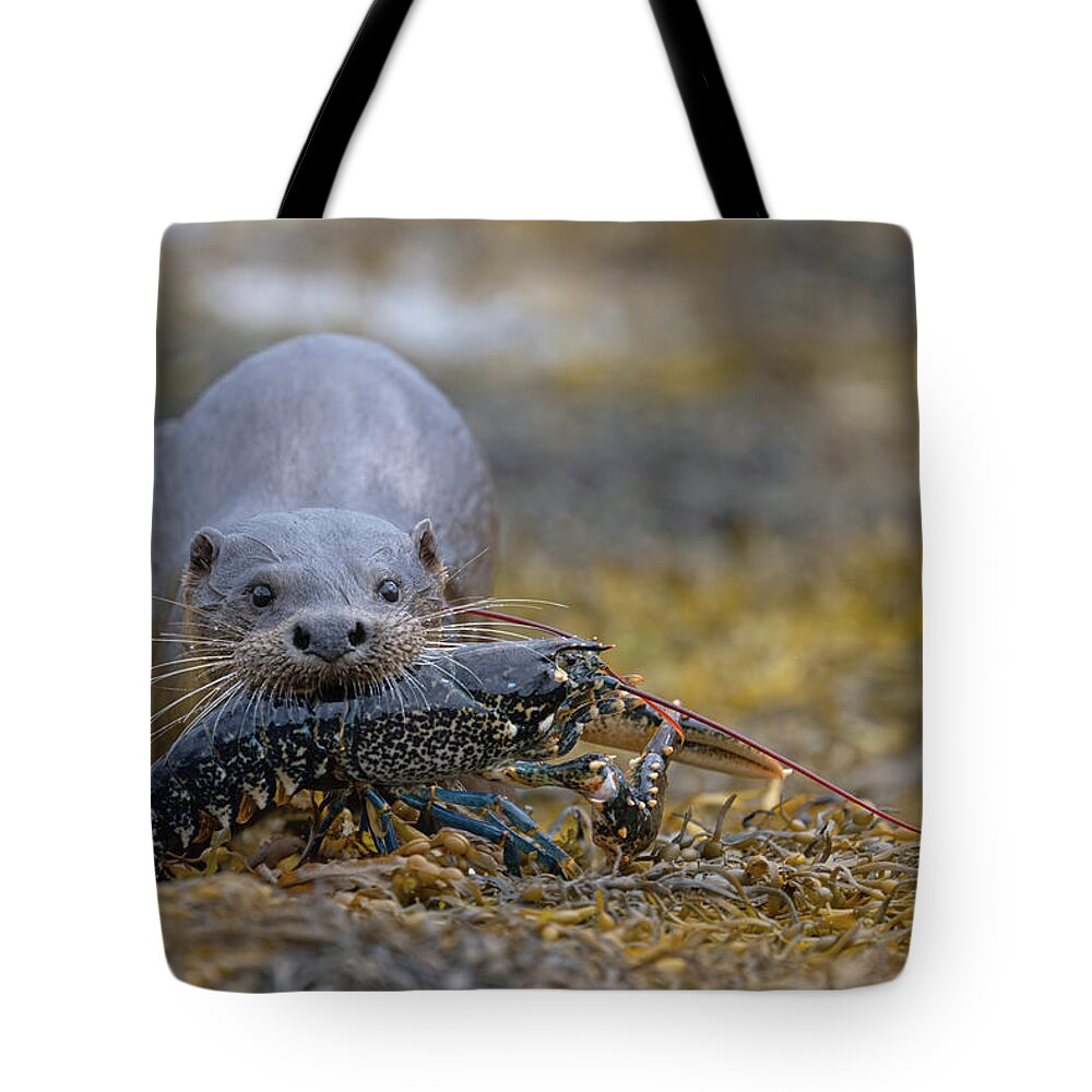 Eurasian Tote Bag featuring the photograph Otter Bringing Ashore A Lobster by Pete Walkden