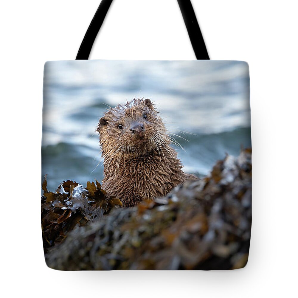 Otter Tote Bag featuring the photograph Otter Cub Peekaboo by Pete Walkden