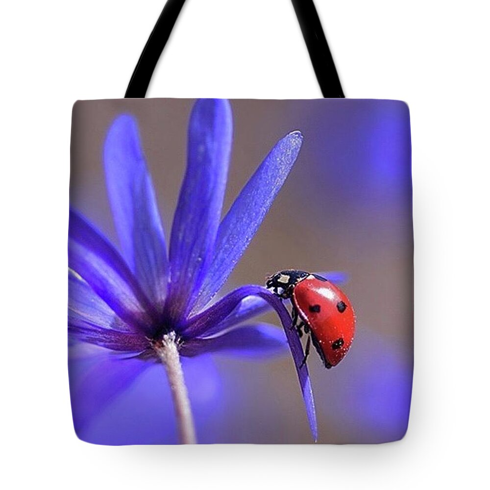 Ladybug Tote Bag featuring the photograph Our Lady by Carolyn Mickulas