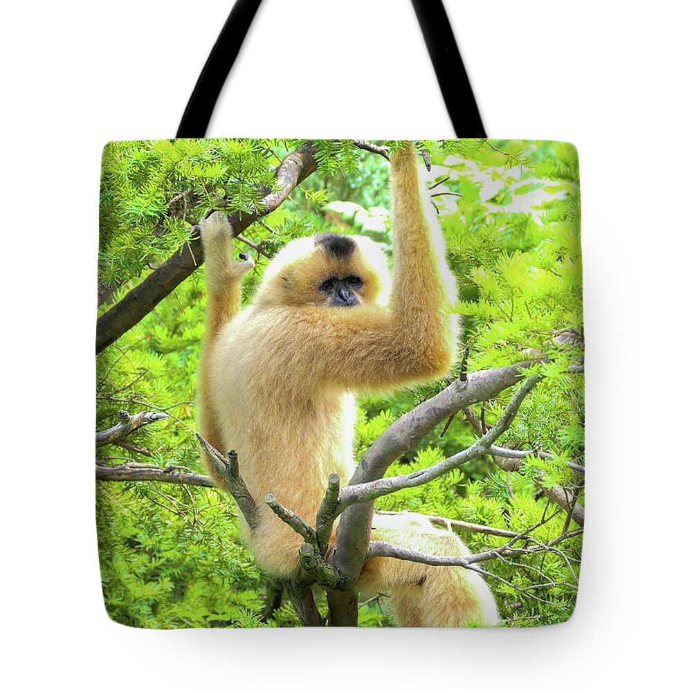 Gibbon Tote Bag featuring the photograph Over the shoulder look by Bentley Davis