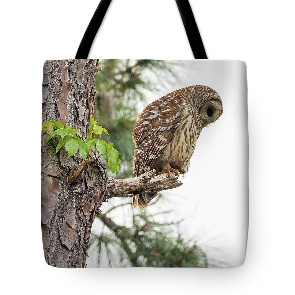 Birds Tote Bag featuring the photograph Owl by Neil Shapiro