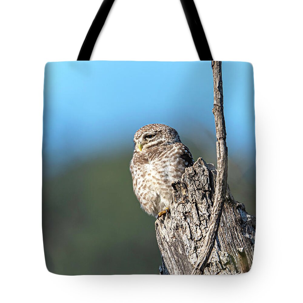 Animal Tote Bag featuring the digital art Owl on a stump by Pravine Chester