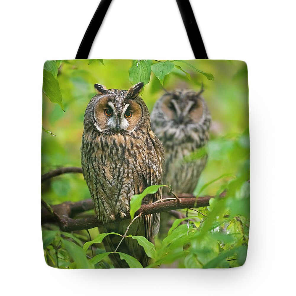 Two Tote Bag featuring the photograph Owl Pair in Tree by Arterra Picture Library