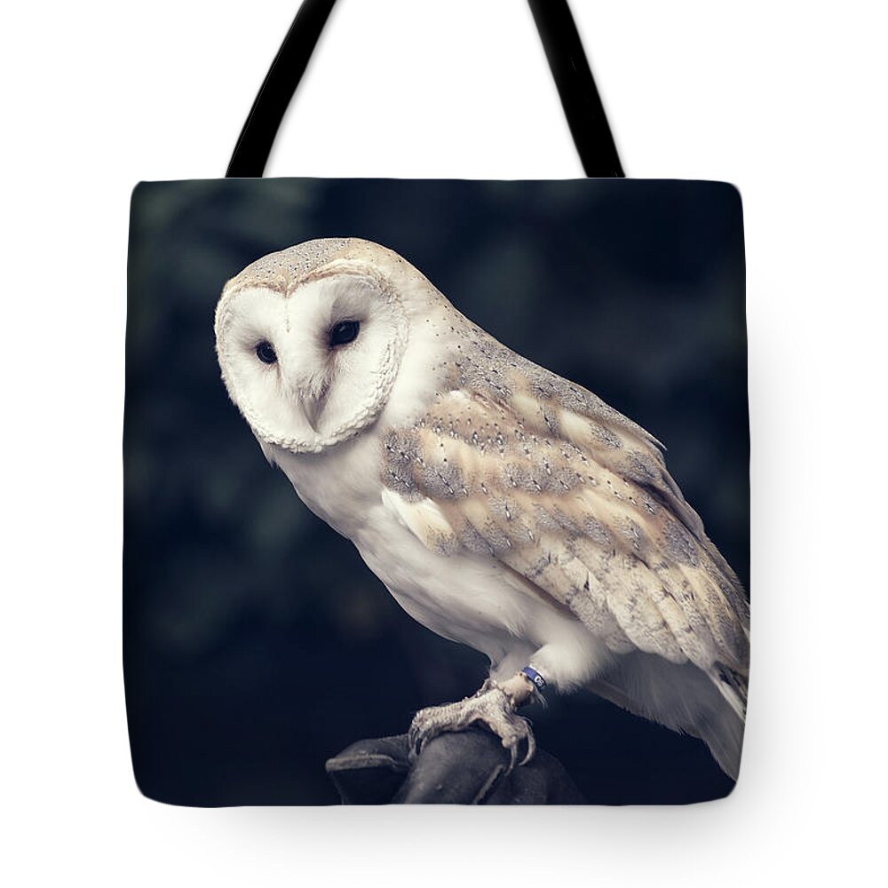 Owl Tote Bag featuring the photograph Owl sitting on a glove by Andrew Lalchan
