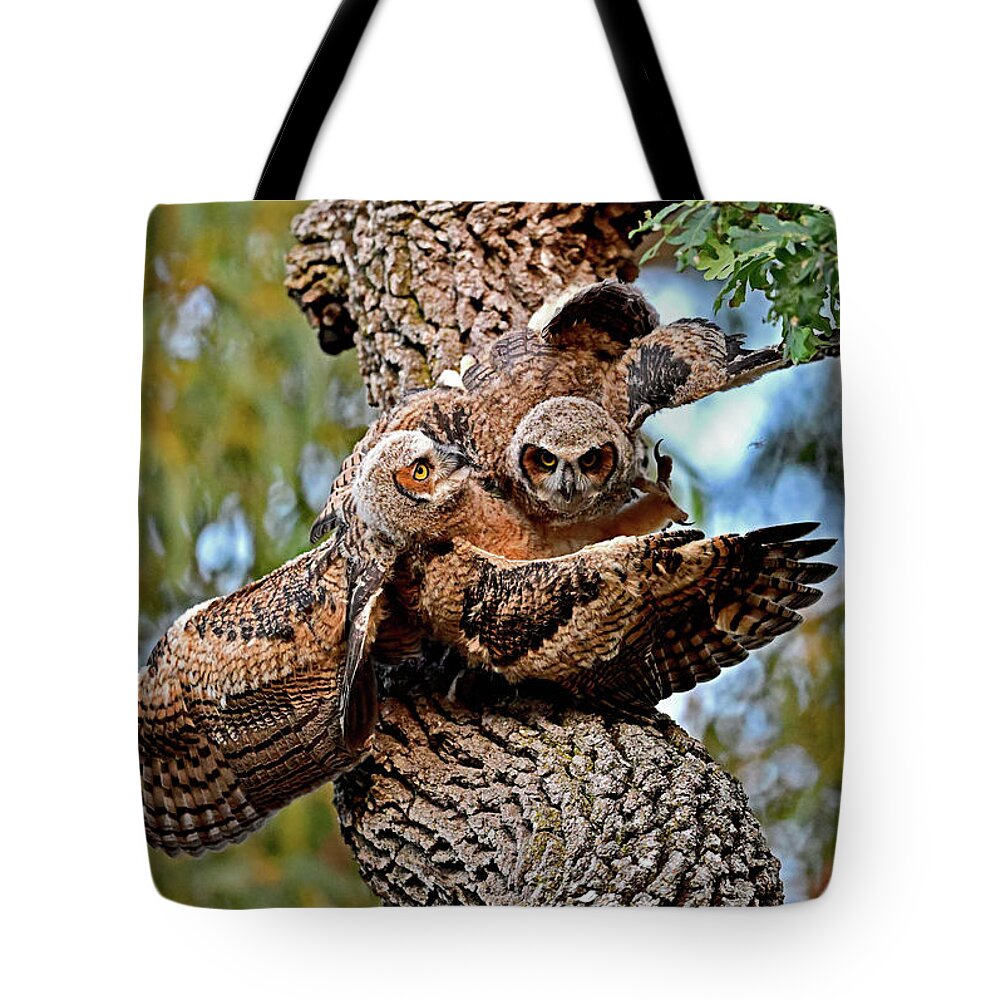 Bubo Virginianus Tote Bag featuring the photograph Owlets Jostle over the same spot on the Branch by Amazing Action Photo Video
