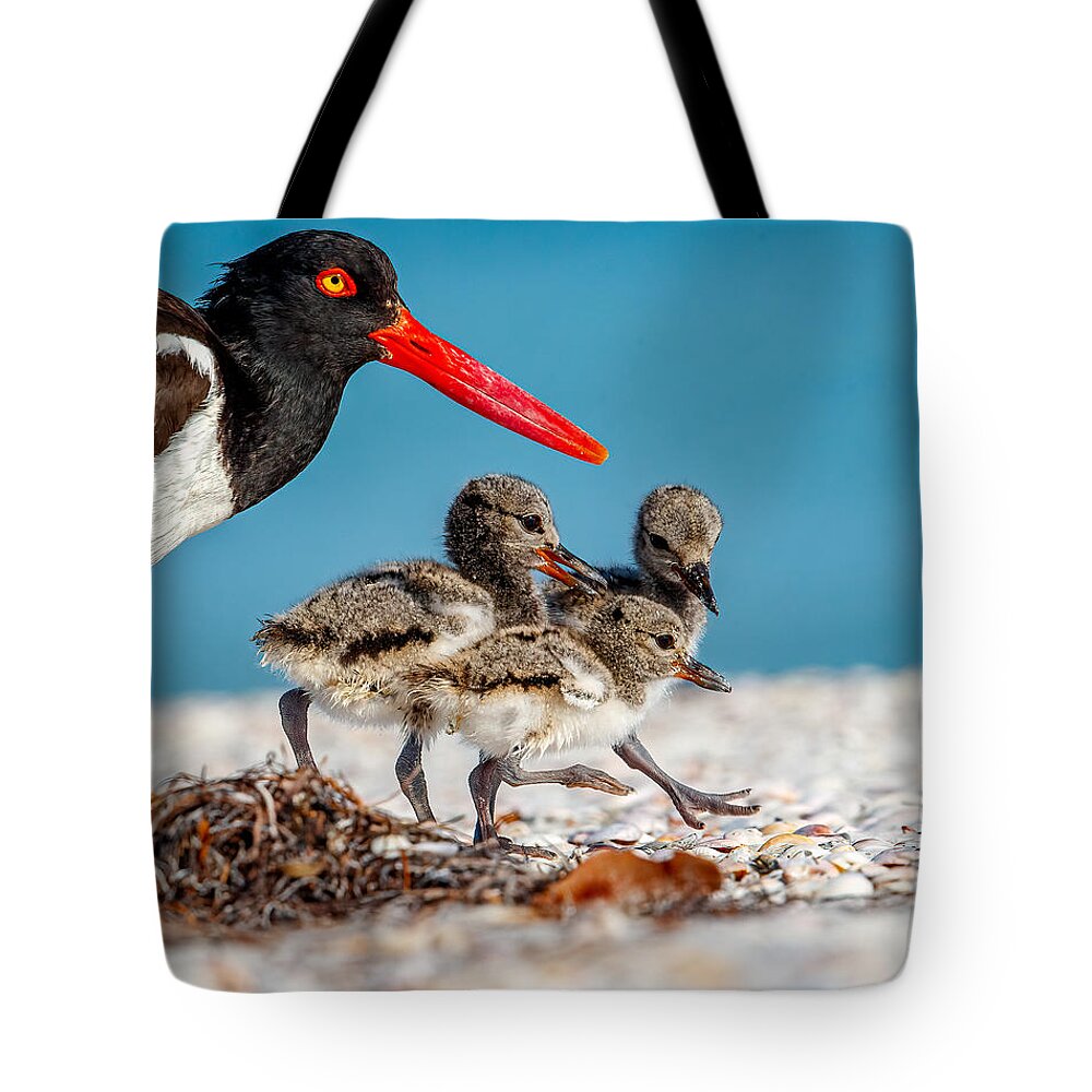 Oyster Catcher Tote Bag featuring the photograph Oyster Catcher Family by Judy Rogero