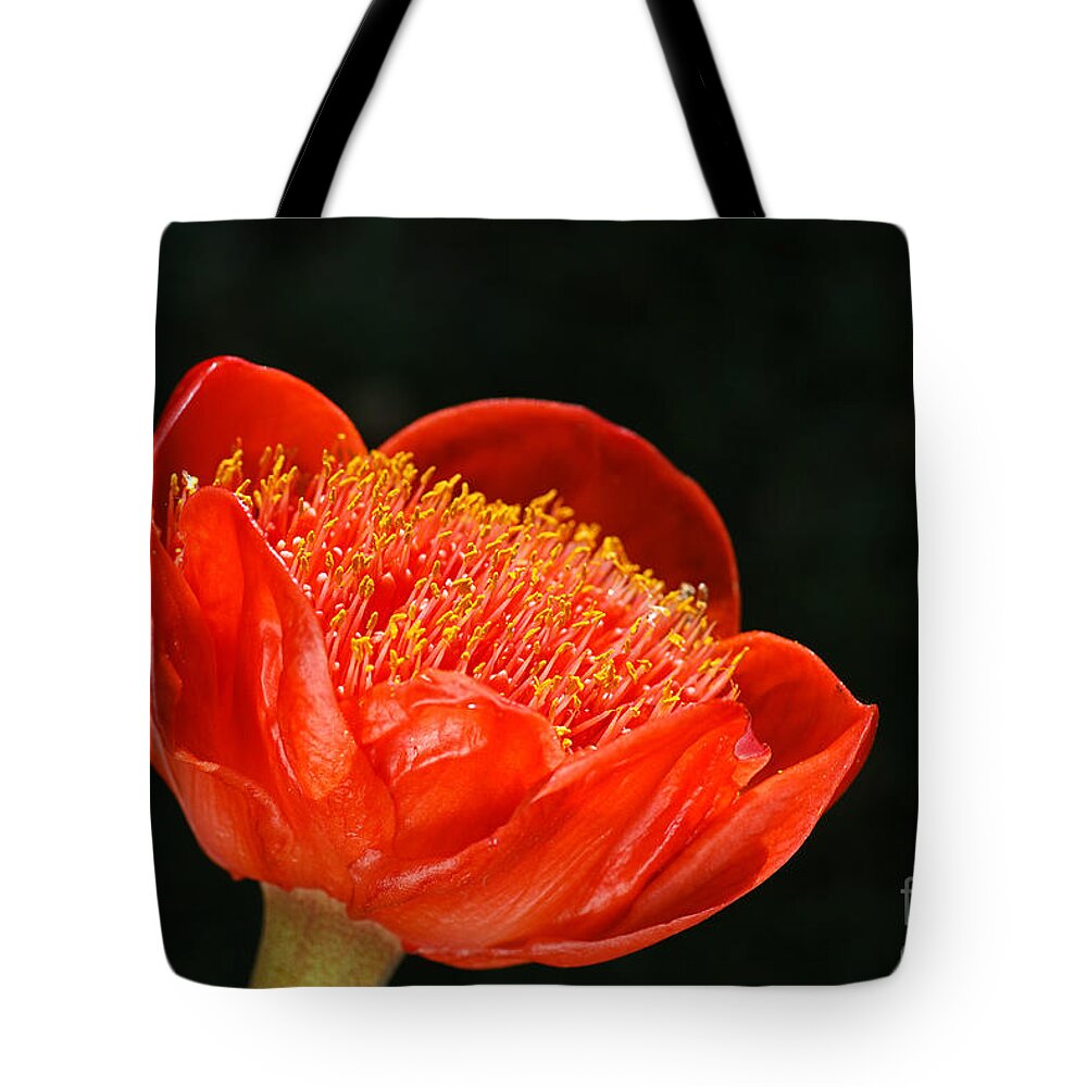 Haemanthus Coccineus Tote Bag featuring the photograph Paintbrush Lily Red by Joy Watson