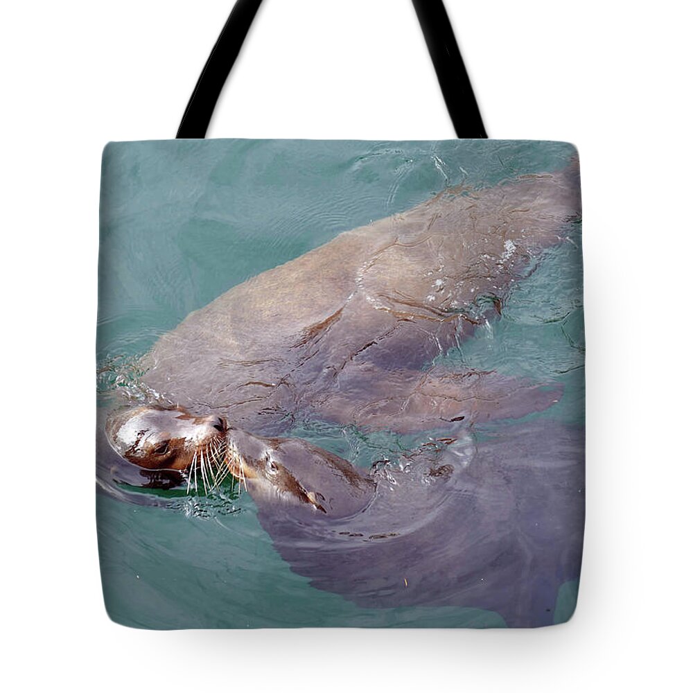 Bay Tote Bag featuring the photograph Pair of male California sea lions swim by Steve Estvanik