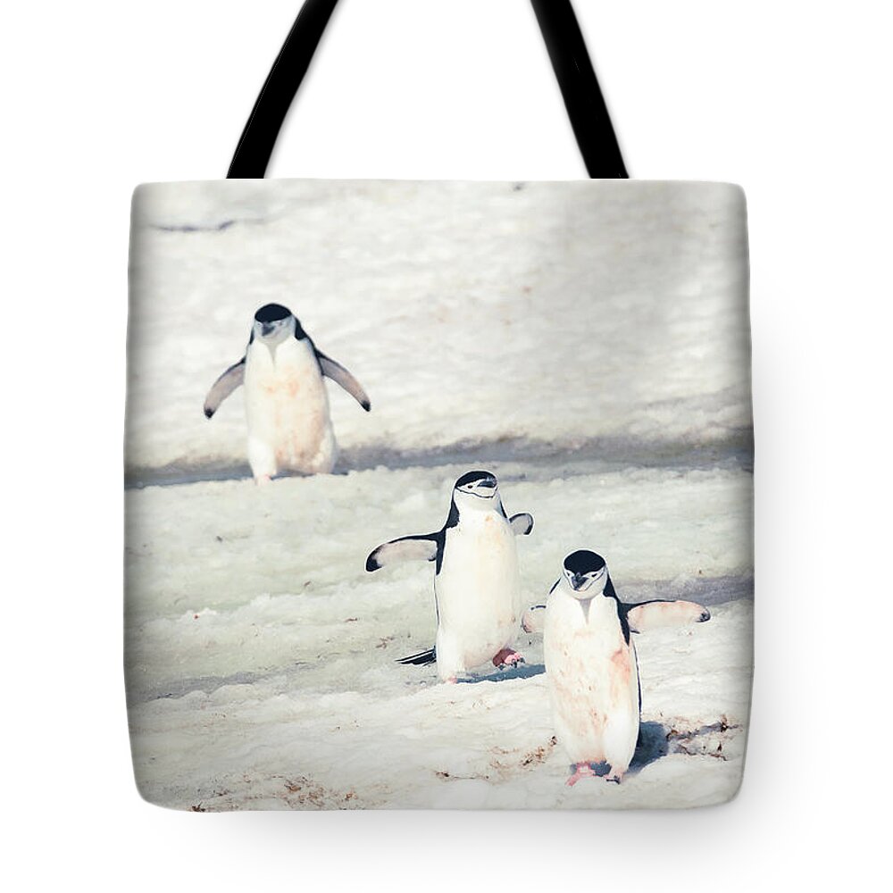 03feb20 Tote Bag featuring the photograph Palaver Point Welcoming Party by Jeff at JSJ Photography