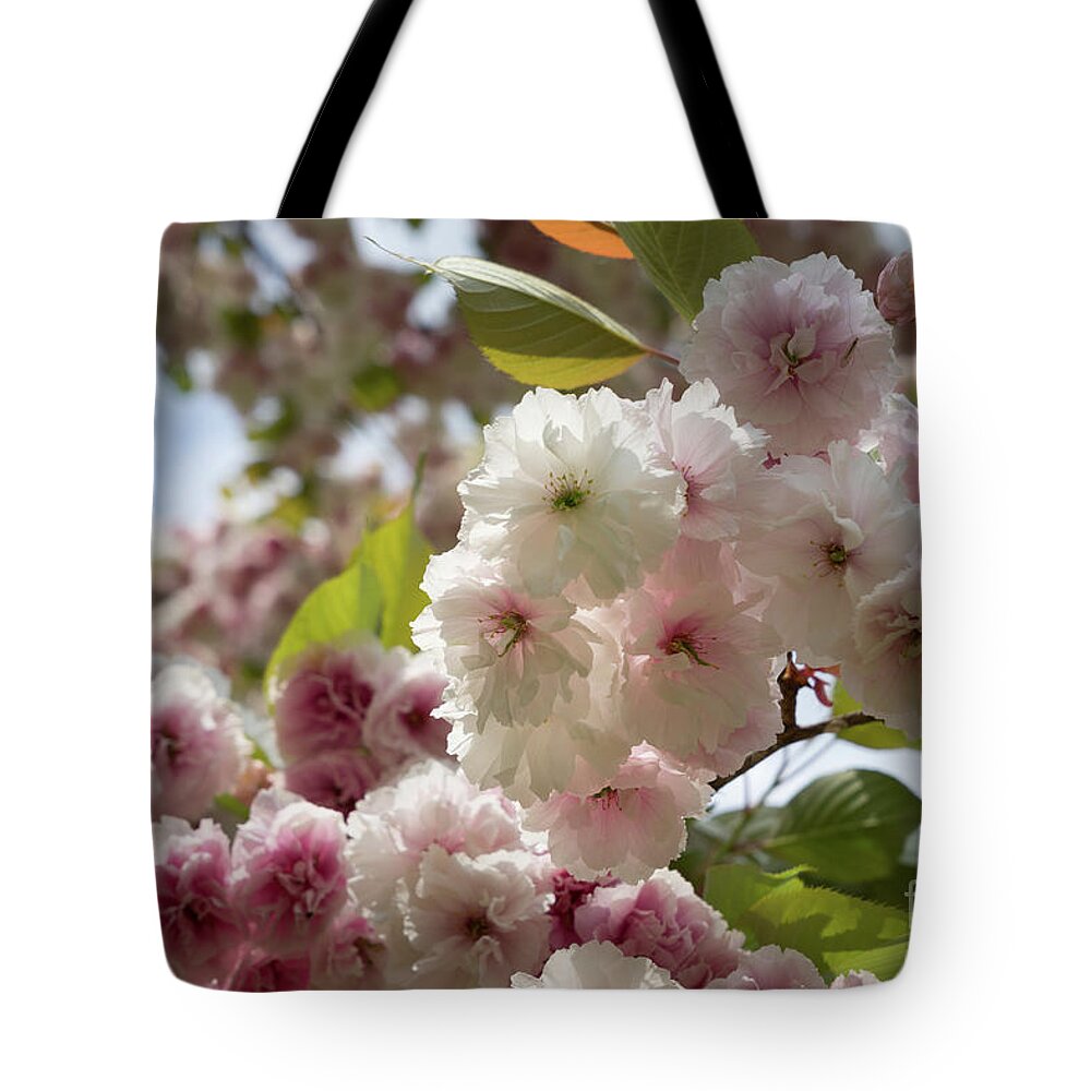 Cherry Blossom Tote Bag featuring the photograph Pale pink blossoms of an ornamental cherry in spring 2 by Adriana Mueller