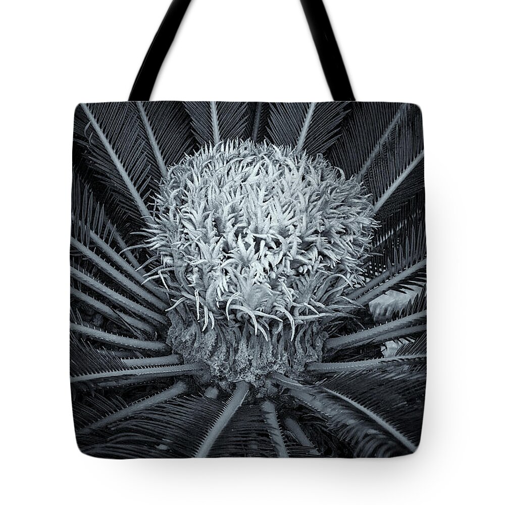 Waterloo House Tote Bag featuring the photograph Palm Plant by Tom Singleton