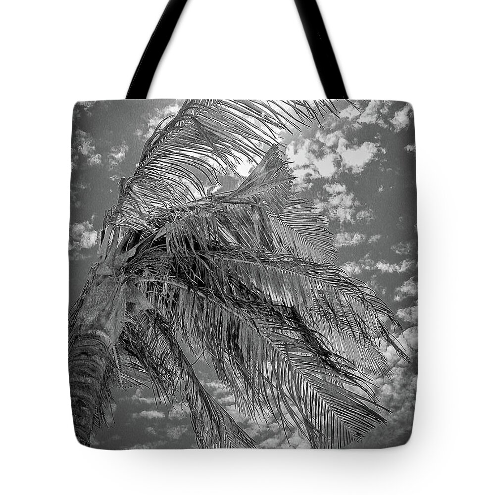 Mexico Tote Bag featuring the photograph Palm Tree - Mexico by Frank Mari
