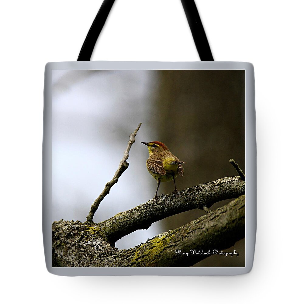 Palm Warbler Tote Bag featuring the photograph Palm Warbler by Mary Walchuck