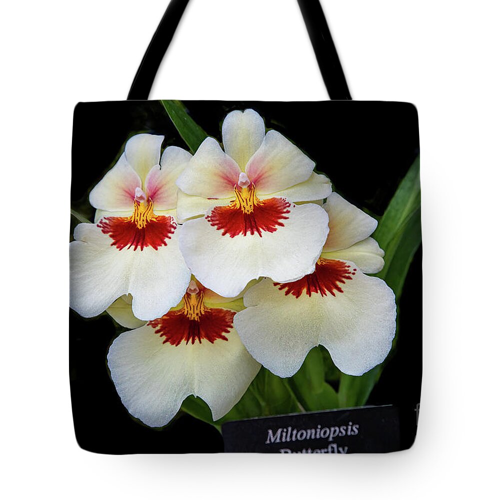 Conservatory Tote Bag featuring the photograph Pansies on Parade by Marilyn Cornwell