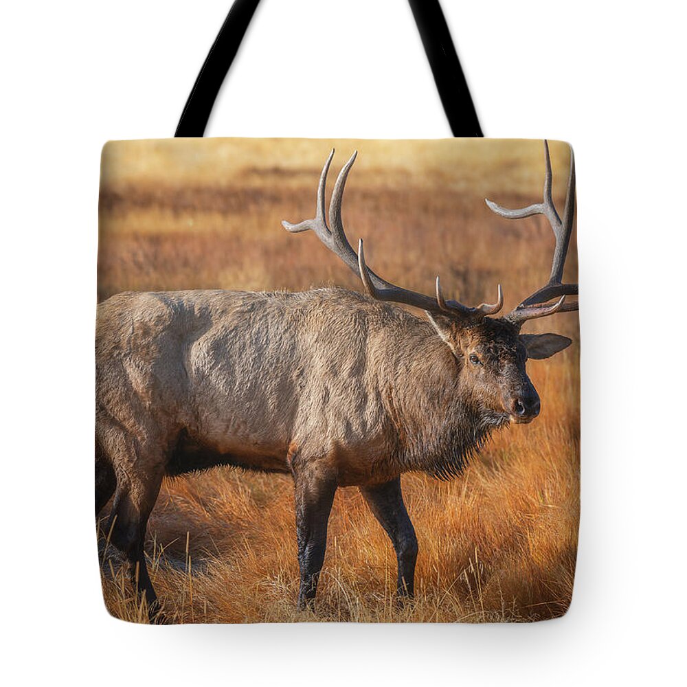 Colorado Tote Bag featuring the photograph Papa Bull by Darren White